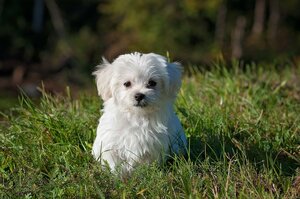 Animal errant ou en état de divagation